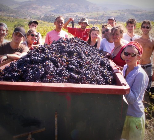 Vendanges en video